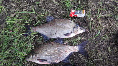 Carp bream, 2.0 kg — Kaunas reservoir