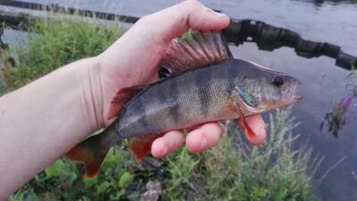 Eurasian perch — Neman River