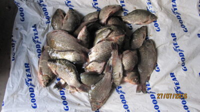 Prussian carp ×30