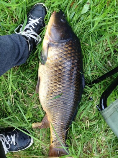 Carp, 7.6 kg