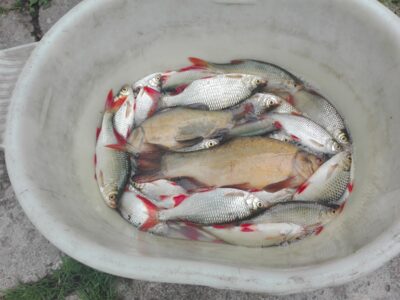 Tench, 0.5 kg — Margininkų