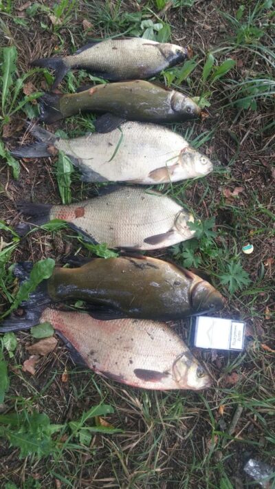 Tench, 1.2 kg — Aukštadvario HE