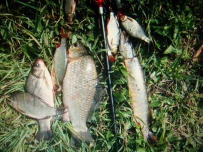 Prussian carp — Aujėdas