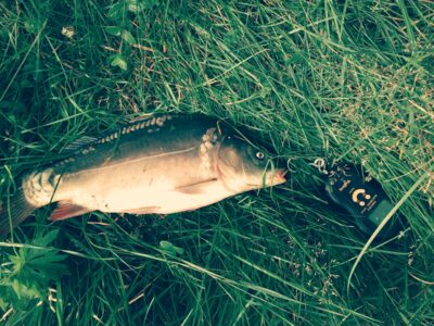 Mirror carp, 1.1 kg — Laukuvos