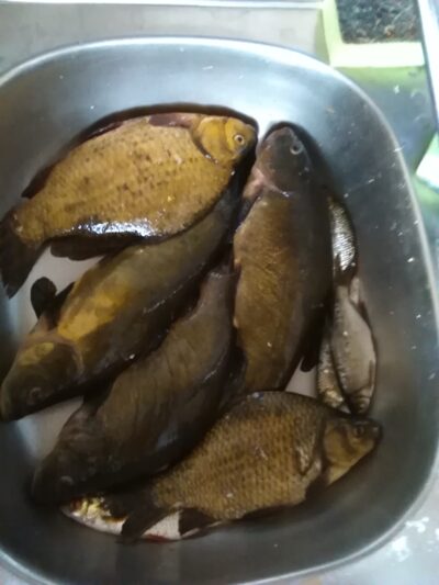 Tench ×3 — Šventas