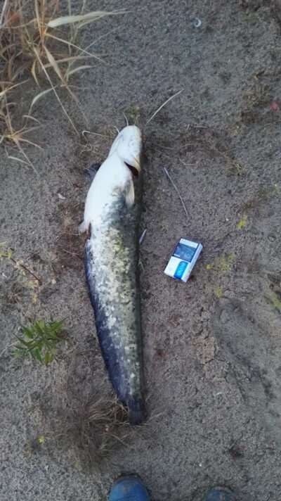 Wels catfish, 2.5 kg — Neman River
