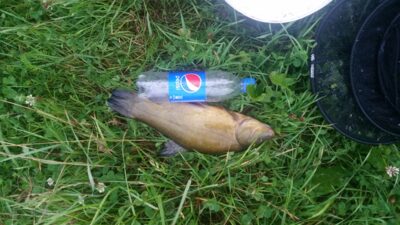 Tench — Daubarių
