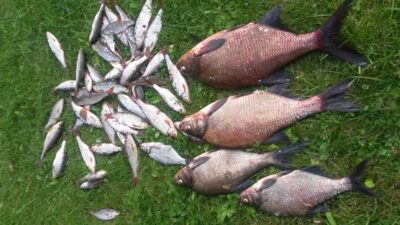 Carp bream, 2.1 kg — Galuonis