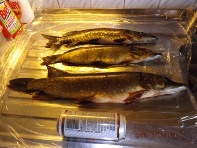 Northern Pike ×3