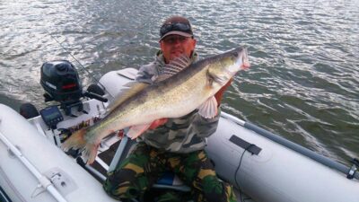 Pike perch