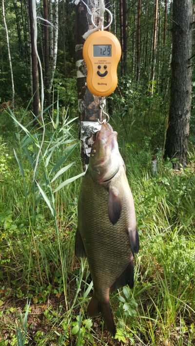 Carp bream, 1.3 kg — Kiaunas