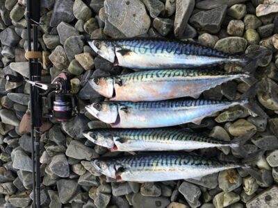 Mackerel ×5