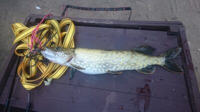 Northern Pike, 1.0 kg — Žeimenys