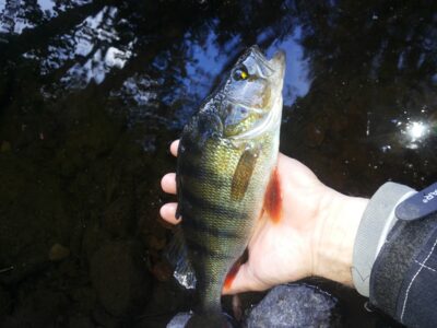 Eurasian perch, 0.4 kg