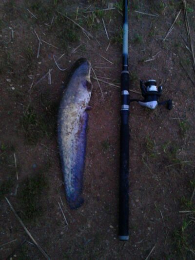 Wels catfish, 2.0 kg — Sartai
