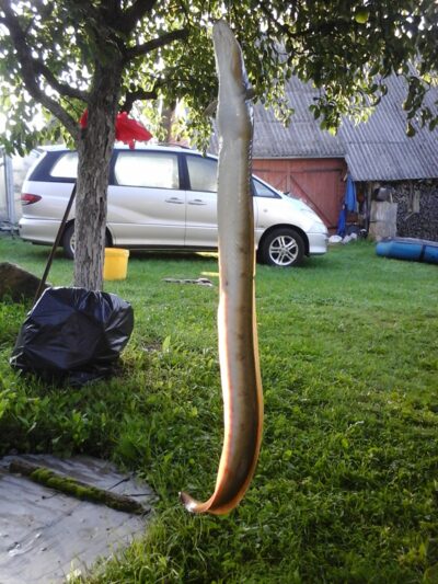 European eel, 0.8 kg — Lamėstas