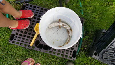Northern Pike — Neris River