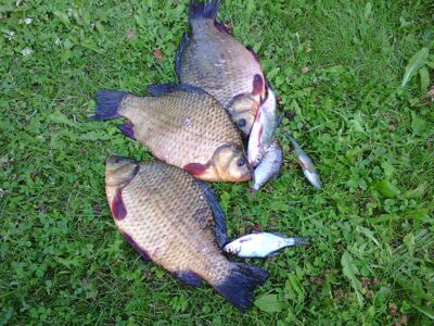 Crucian carp ×3 — Dargaičių