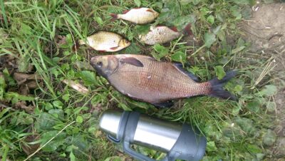 Carp bream, 2.0 kg — Шешупе