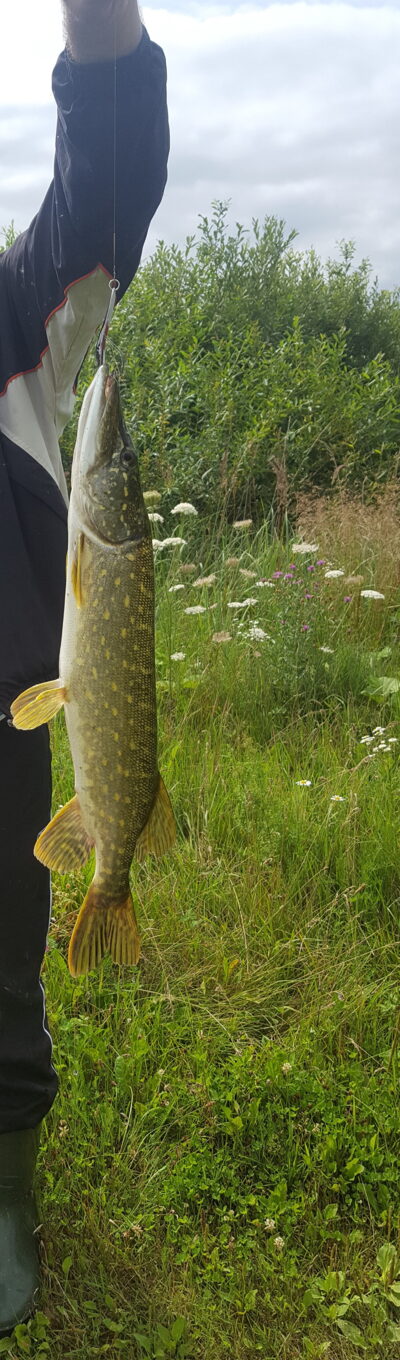 Northern Pike, 2.0 kg