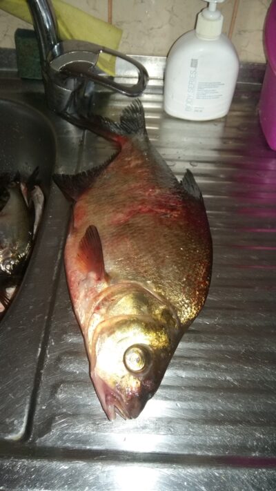 Carp bream, 1.0 kg