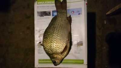 Prussian carp, 0.5 kg — Sujainių
