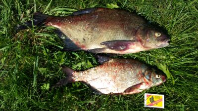Carp bream, 1.2 kg — Dysnai
