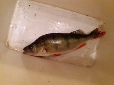 Eurasian perch, 0.3 kg — Gilius