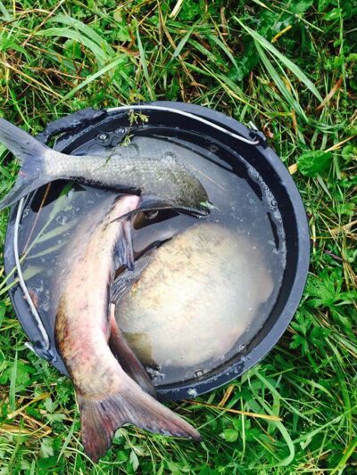 Carp bream, 1.9 kg — Viešvilės I-asis