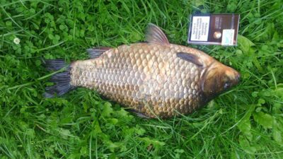 Crucian carp ×2
