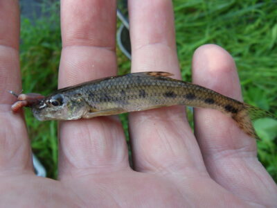 Gudgeon — Шешупе
