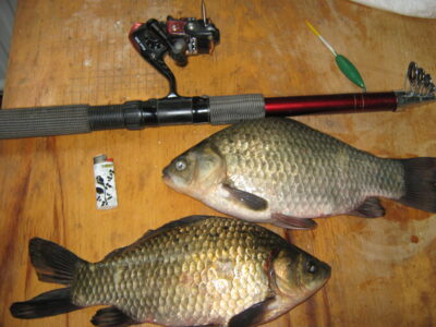 Prussian carp, 1.4 kg — Sausas