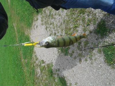 Eurasian perch, 0.1 kg — Talkša