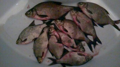 Carp bream ×7 — Ekrano gamyklos