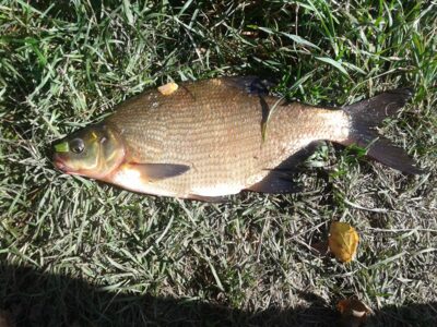 Carp bream, 1.1 kg — Liberiškio
