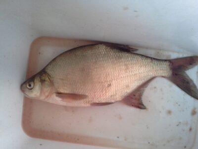 Carp bream — Pagryžuvio