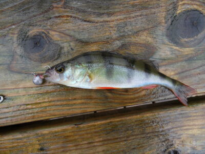 Eurasian perch — Bridvaišis