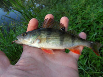 Eurasian perch — Шешупе
