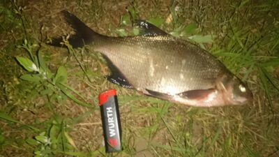 Carp bream, 0.4 kg — Pagojės