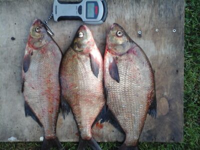 Carp bream ×3 — Linkmenas