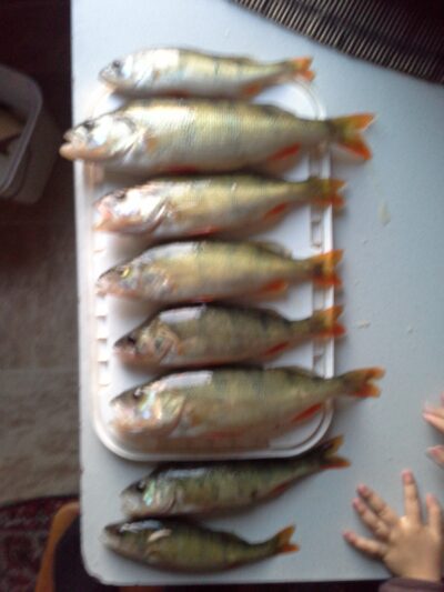 Eurasian perch ×8 — Pagryžuvio