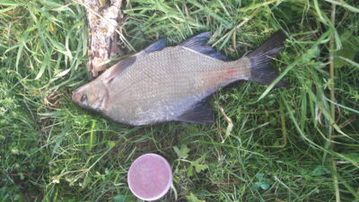 Carp bream, 1.2 kg — Pagojės