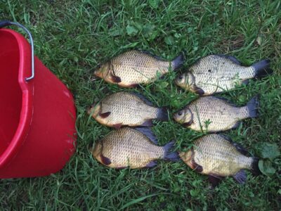 Crucian carp ×6