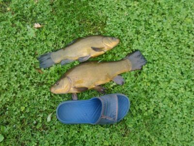 Tench, 1.3 kg — Jurgežerių