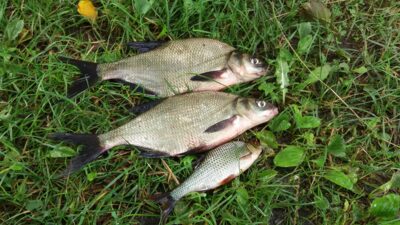 Carp bream, 0.4 kg — Шешупе