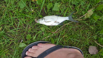 Silver Bream ×3 — Staniūnų