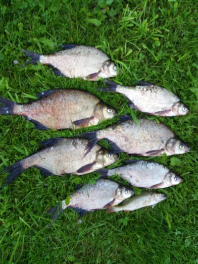 Carp bream ×7 — Gilius