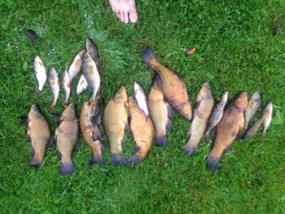 Tench ×9