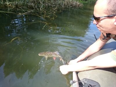 chub — Širvinta
