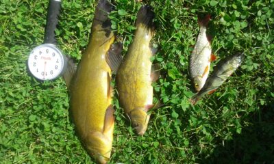 Tench, 0.8 kg